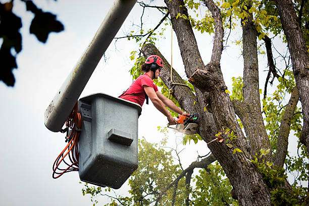 Why Choose Our Tree Removal Services in Hamburg, AR?